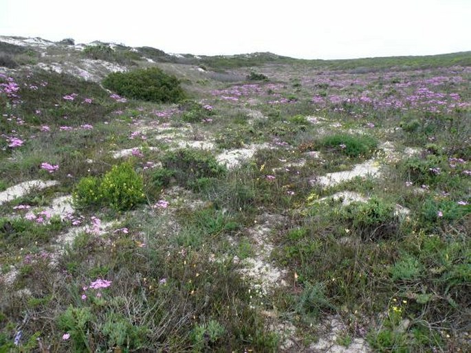 Nemesia bicornis