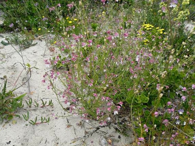 Nemesia bicornis