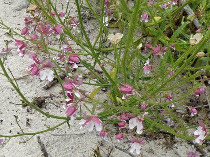 Nemesia bicornis