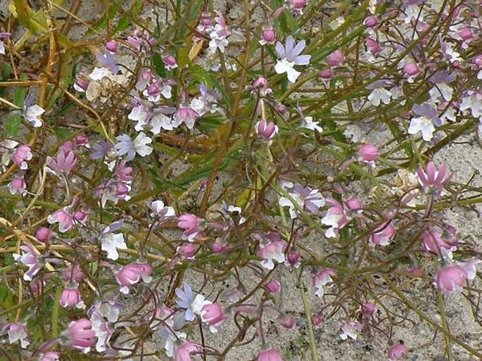 NEMESIA BICORNIS (L.) Pers. - hledíkovka