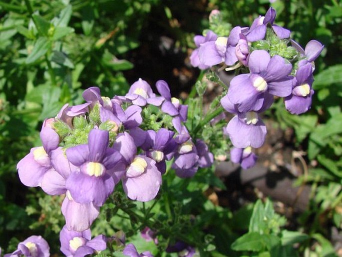 NEMESIA CAERULEA Hiern - hledíkovka