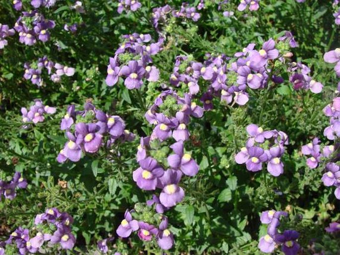 Nemesia caerulea