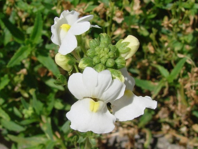 Nemesia caerulea