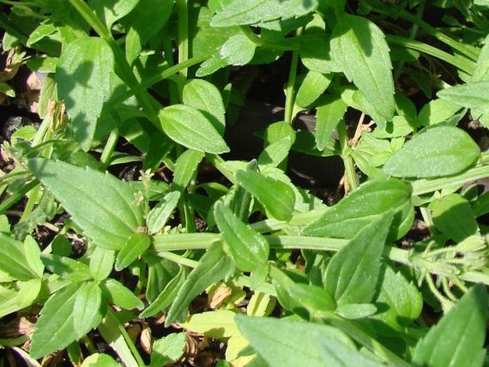 Nemesia caerulea