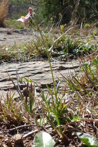 Nemesia denticulata