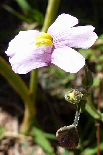 Nemesia denticulata