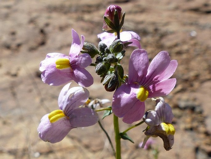 Nemesia denticulata