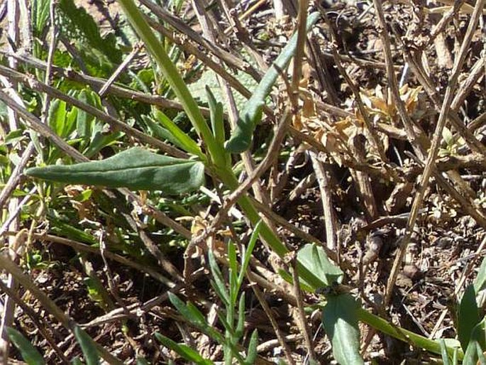 Nemesia denticulata