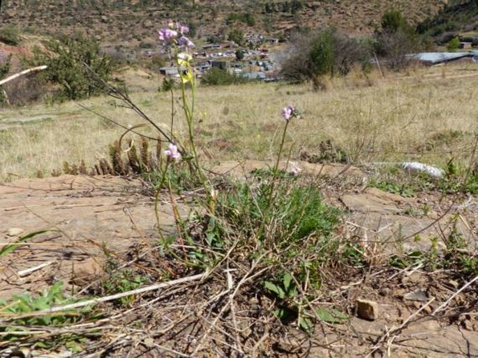 Nemesia denticulata