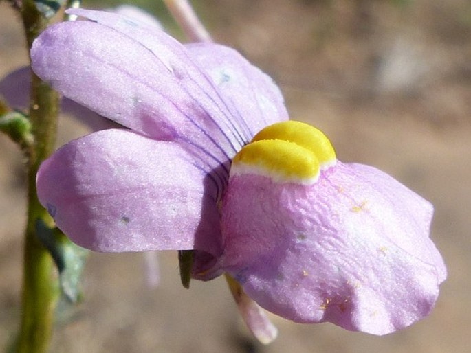 Nemesia denticulata