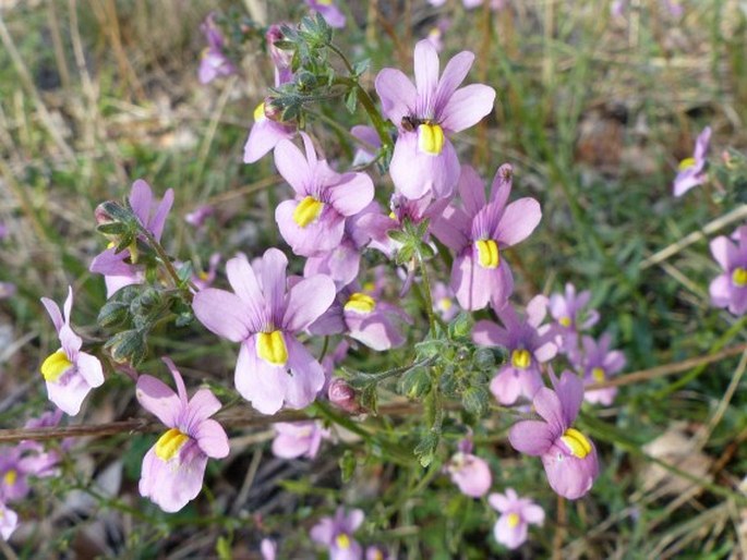 Nemesia denticulata