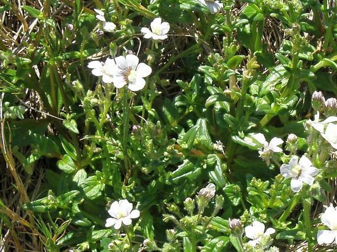 NEMESIA LUCIDA Benth. - hledíkovka