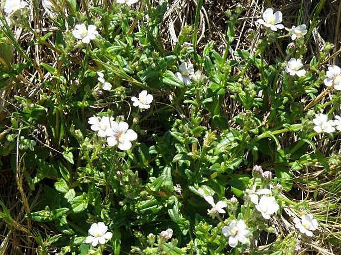 Nemesia lucida