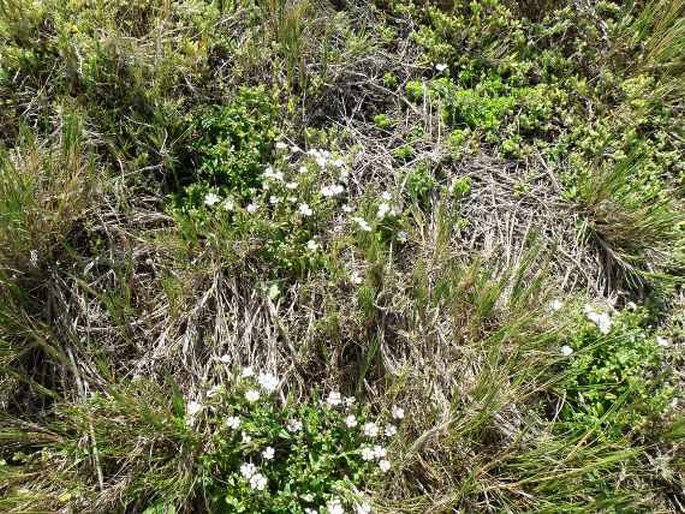 Nemesia lucida