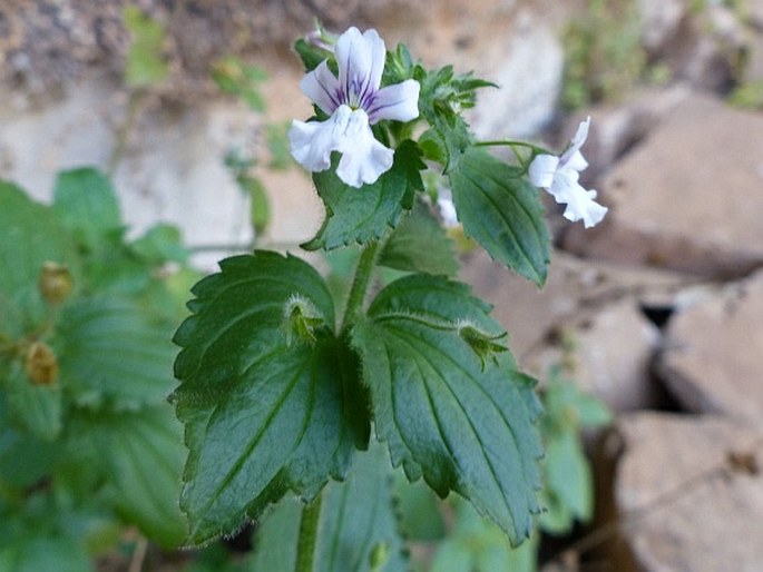 NEMESIA RUPICOLA Hilliard - hledíkovka