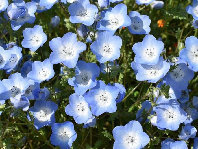 Nemophila Menziesii Hook Et Arn Hajnicka Menziesova Botany Cz