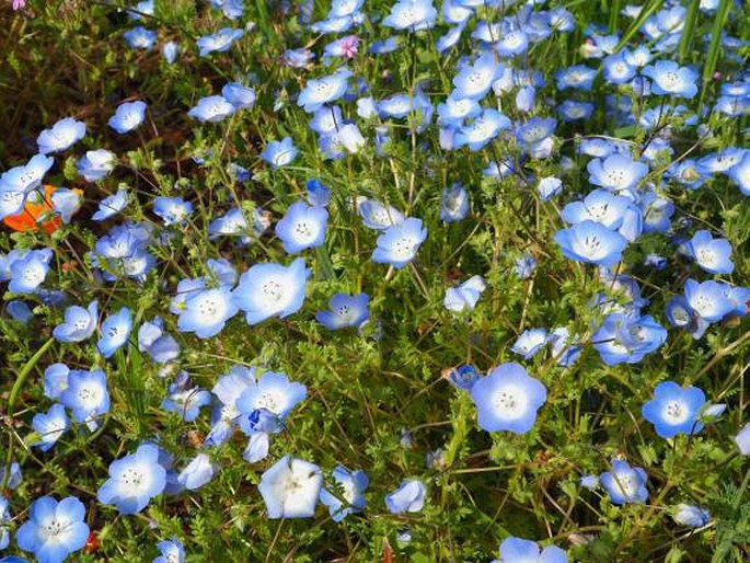 Nemophila menziesii