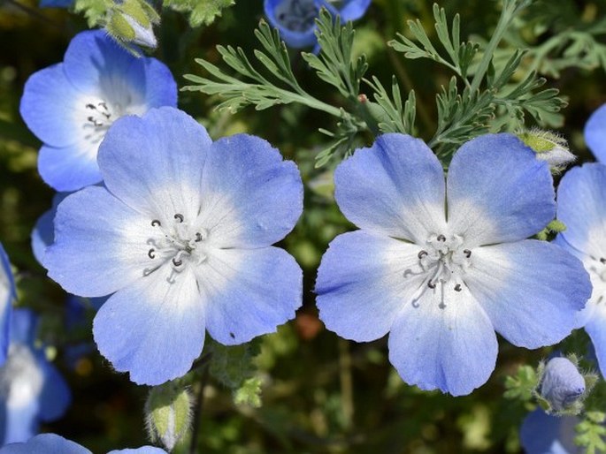 Nemophila menziesii