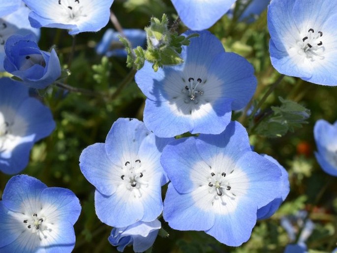 Nemophila menziesii