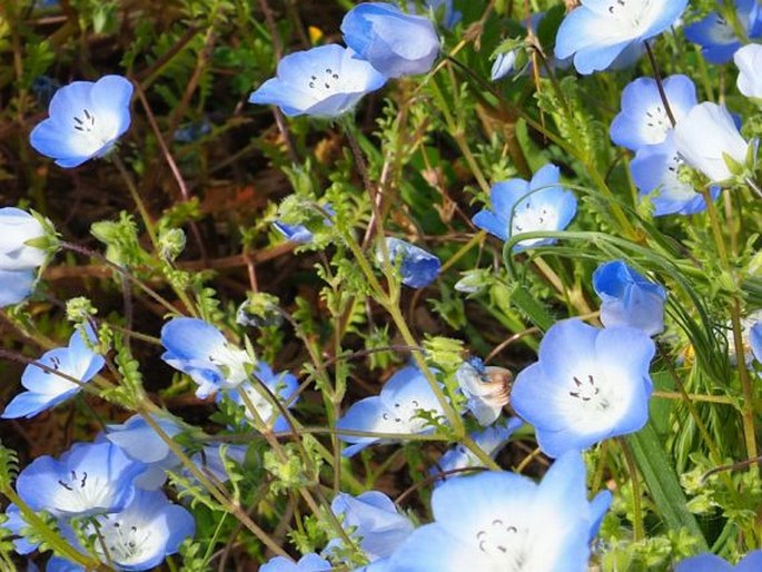 Nemophila menziesii