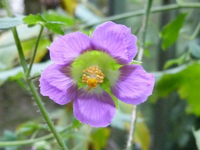 NEOBRITTONIA ACERIFOLIA (G. Don) Hochr.