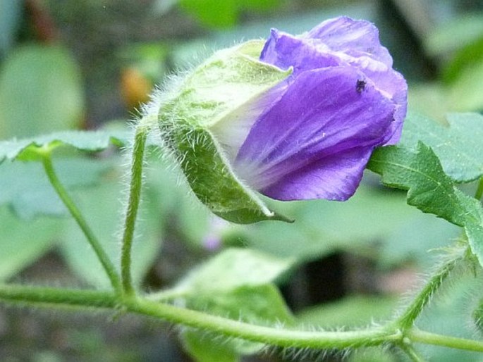 Neobrittonia acerifolia