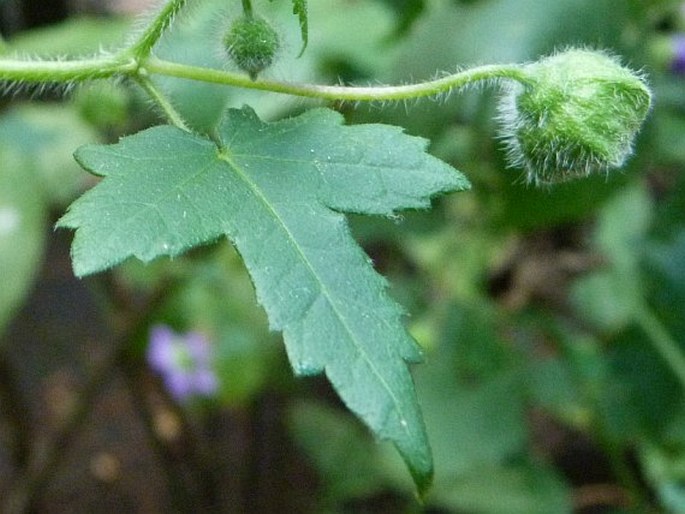 Neobrittonia acerifolia