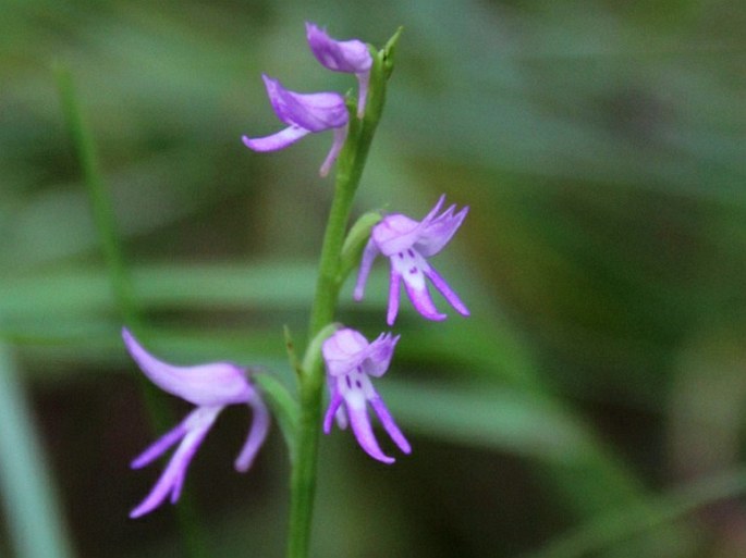 Neottianthe cucullata