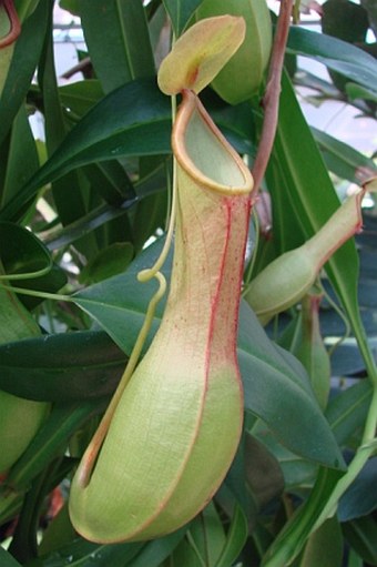 Nepenthes alata