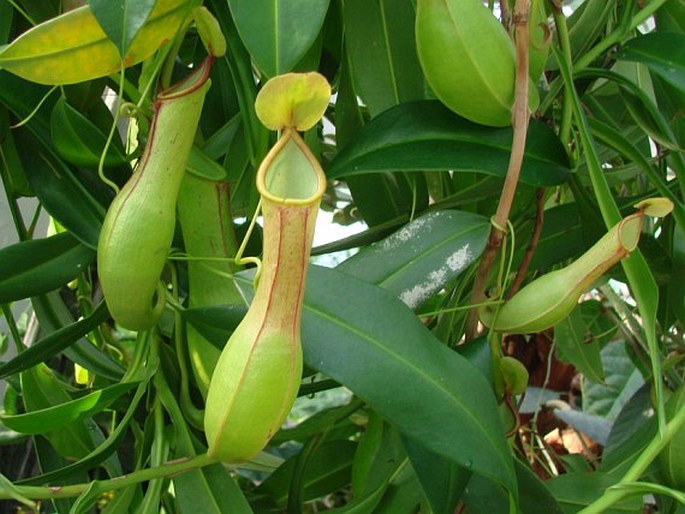 NEPENTHES ALATA Blanco - láčkovka / krčiažnik