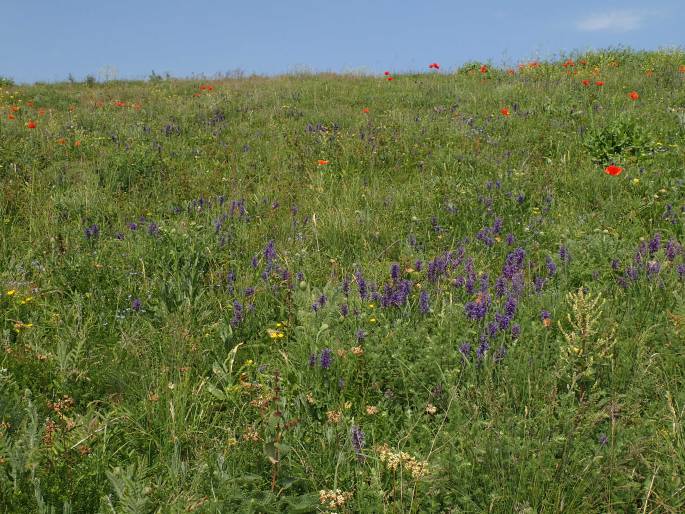 Nepeta betonicifolia