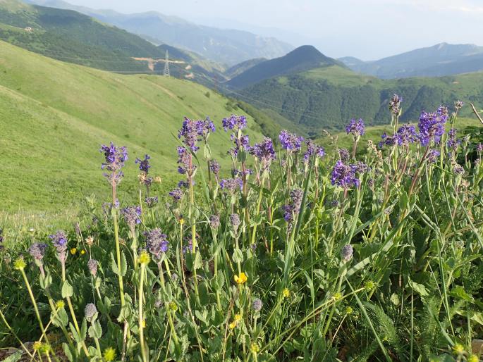 Nepeta betonicifolia