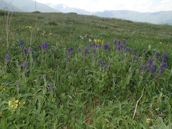 Nepeta betonicifolia