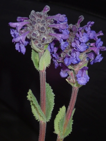 Nepeta betonicifolia