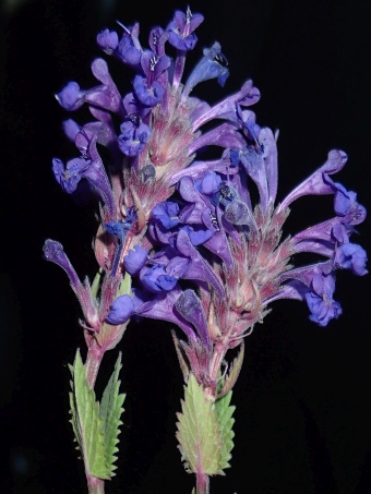 Nepeta betonicifolia