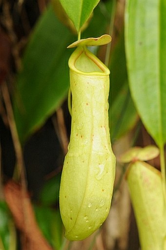 Nepenthes mirabilis