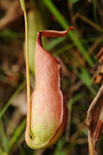 Nepenthes mirabilis