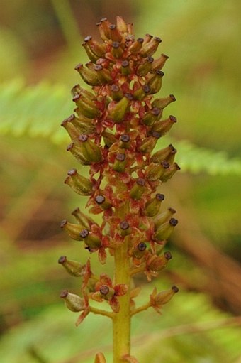 Nepenthes mirabilis