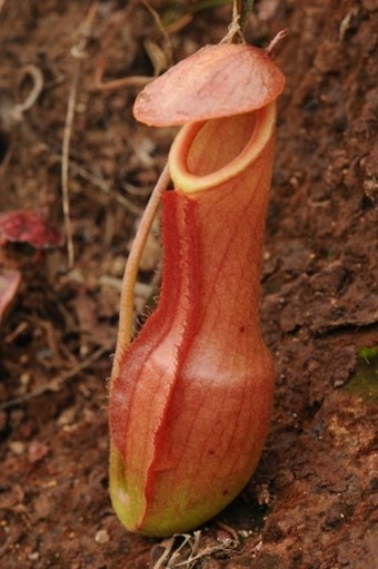 Nepenthes mirabilis