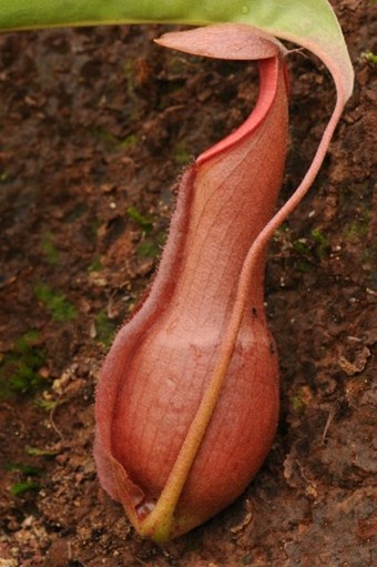 Nepenthes mirabilis