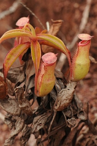 Nepenthes mirabilis