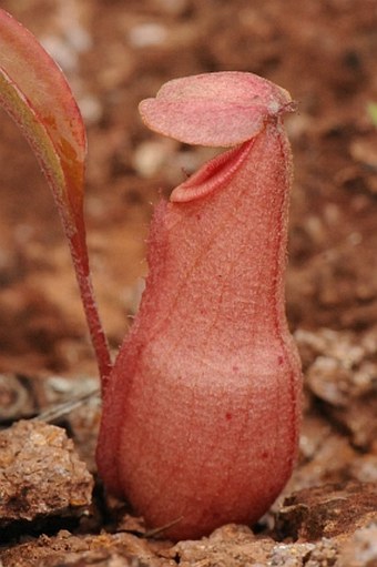 Nepenthes mirabilis