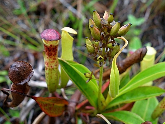 Nepenthes mirabilis