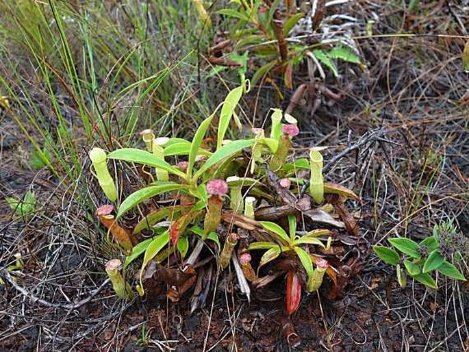 Nepenthes mirabilis