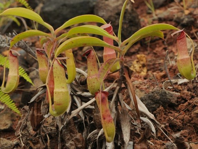 Nepenthes mirabilis