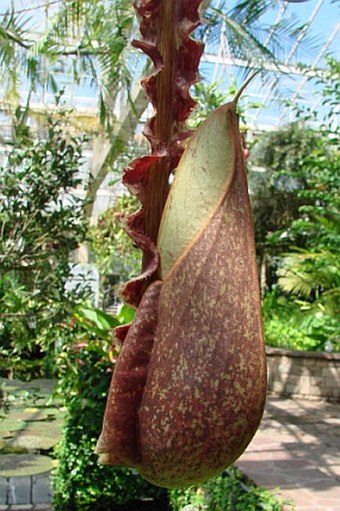 Nepenthes rafflesiana