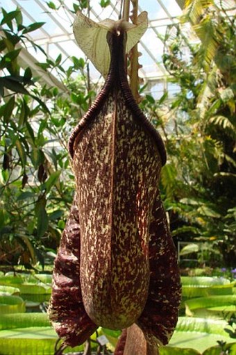 Nepenthes rafflesiana