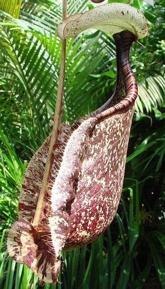 Nepenthes rafflesiana