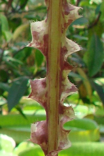 Nepenthes rafflesiana