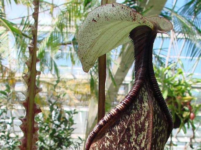 Nepenthes rafflesiana